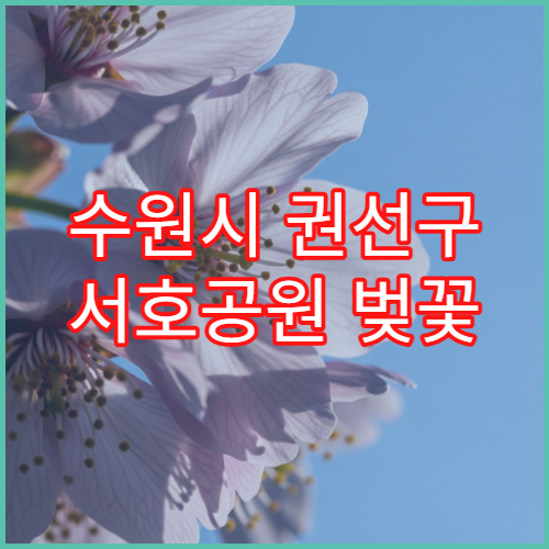 수원시 권선구 서호공원 벚꽃 개화 시기와 낙조 뷰 3월 여행 추천