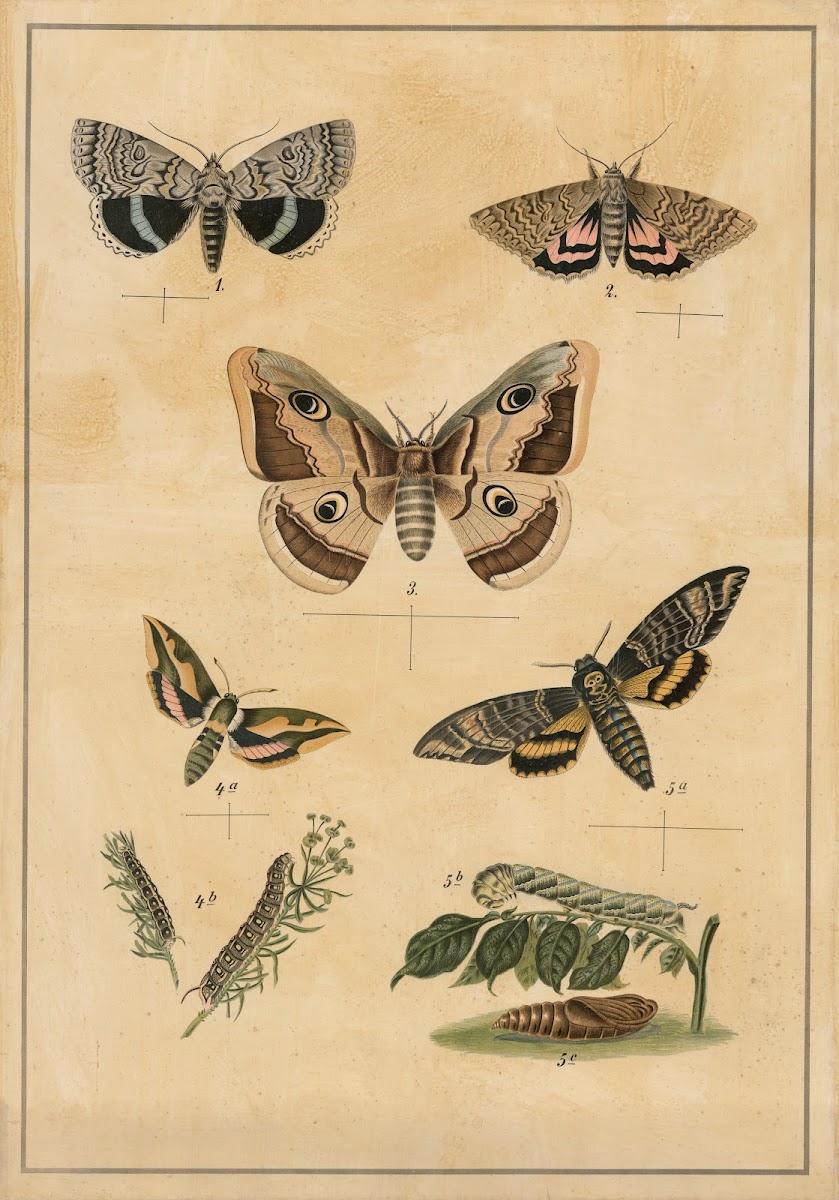 Butterflies 1895