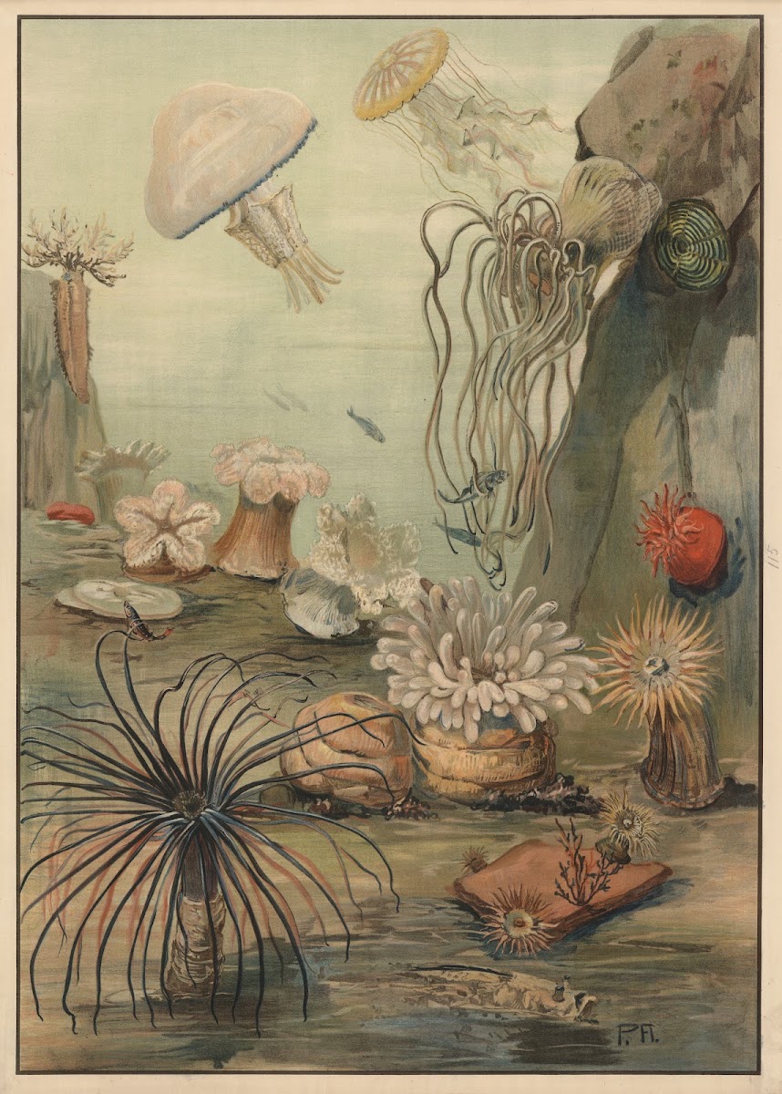 Sea anemones 1911