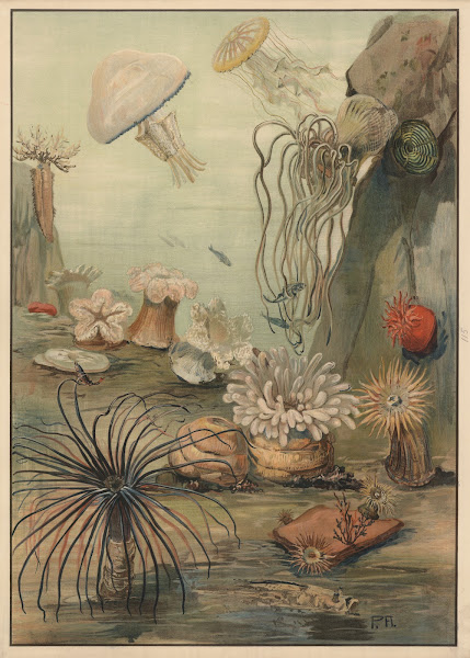 Sea anemones 1911