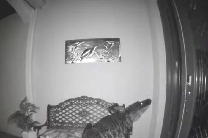 Camera chuông cửa cảnh báo lúc rạng sáng, người đàn ông bàng hoàng thấy 'vị khách không mời' trước cửa nhà - Tạp chí Doanh Nghiệp Việt Nam