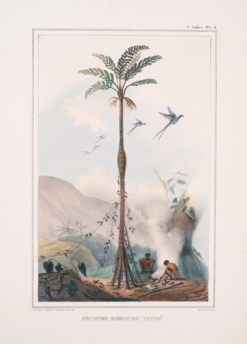 Cocotier barrigudo ventrû 1834   1839