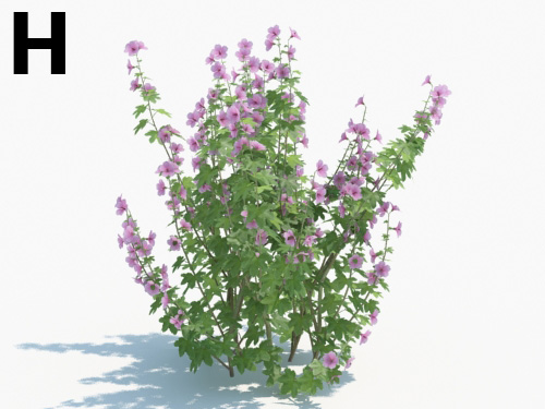Maxtree - Plant Models Vol.3