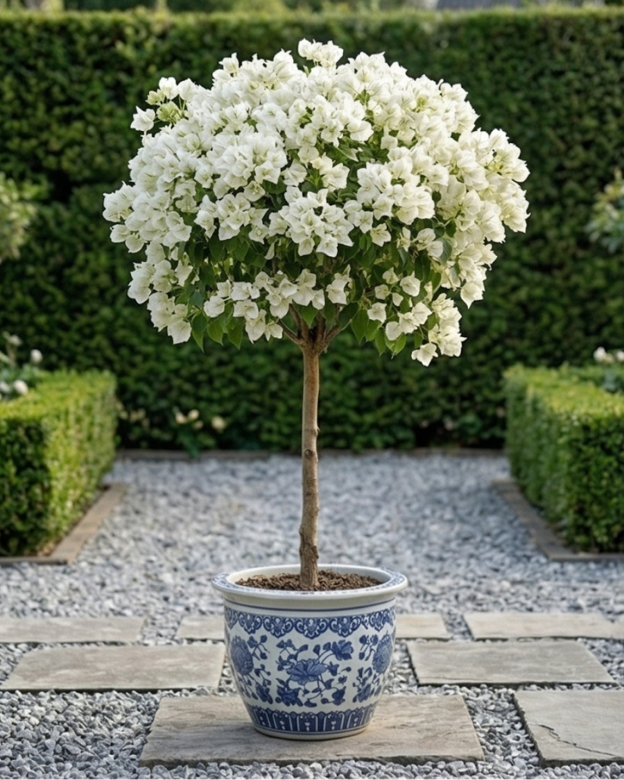 Imported White Phoenix Bougainvillea Plant — view 5