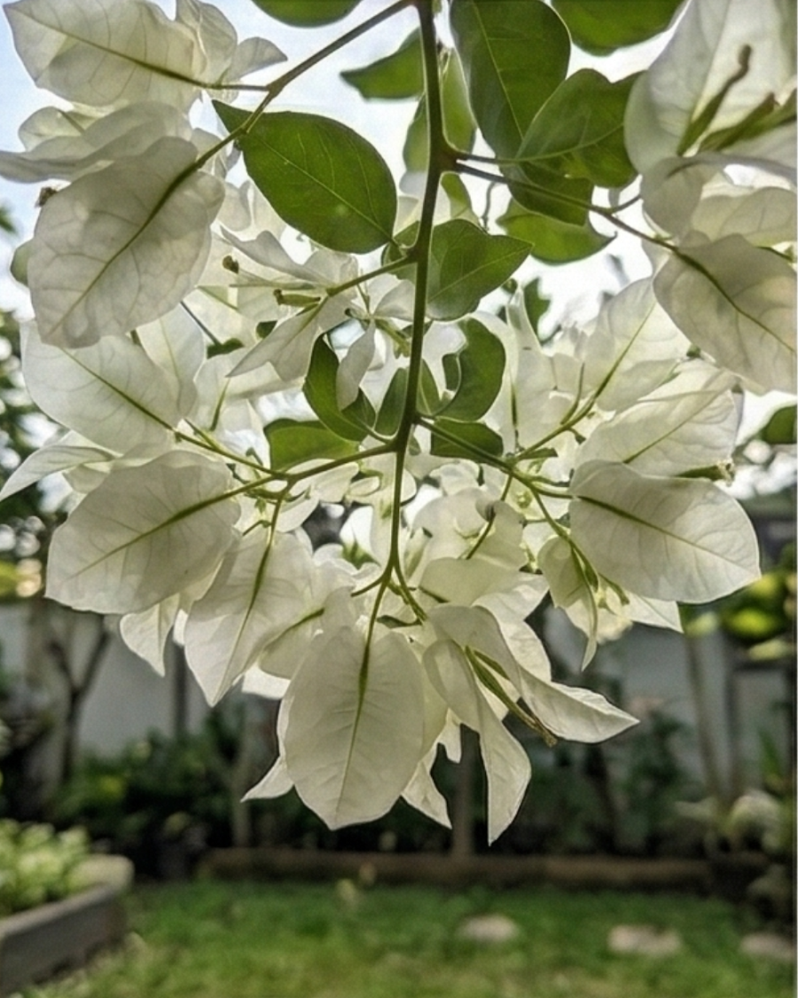 Imported Salju Dewata Bougainvillea Plant — view 6