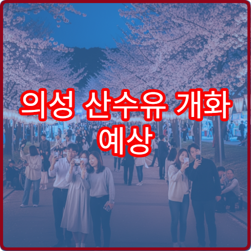 의성 산수유 개화 예상 산수유꽃 언제 필까