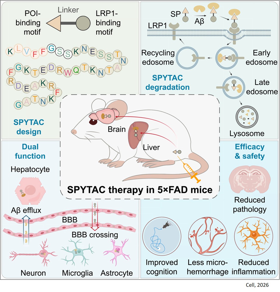 Efficient amyloid-β degradation in Alzheimer’s disease using SPYTACs