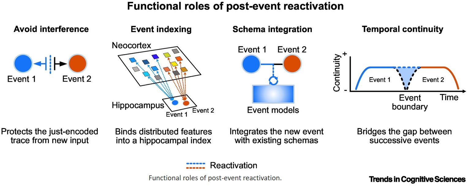 Neural reactivation supports memory formation when events end