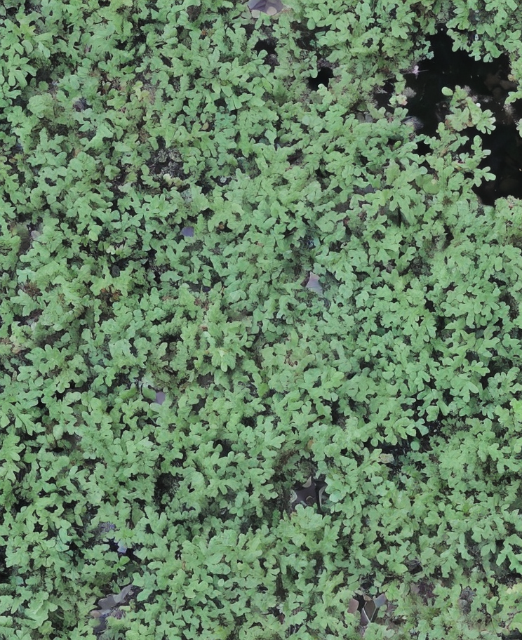 Azolla caroliniana in superficie di laghetto, con fronde verdi e rosse