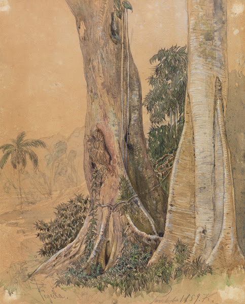 Figeira Stämme am Ufer des Parahyba 1859