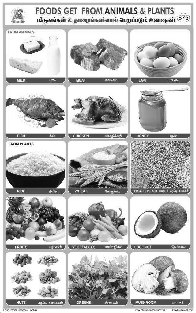 875. Foods Gets From Ani Plants