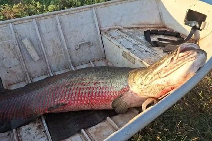 2 ngư dân bắt được con cá khổng lồ nặng 75kg, dài 1,9 mét - Tạp chí Người Đưa Tin