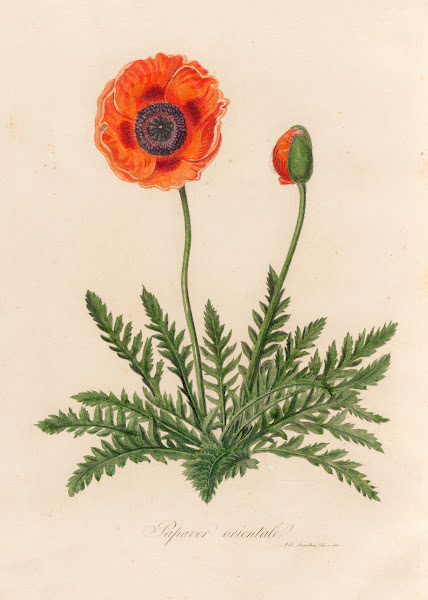 Papaver orientale 1818 1824