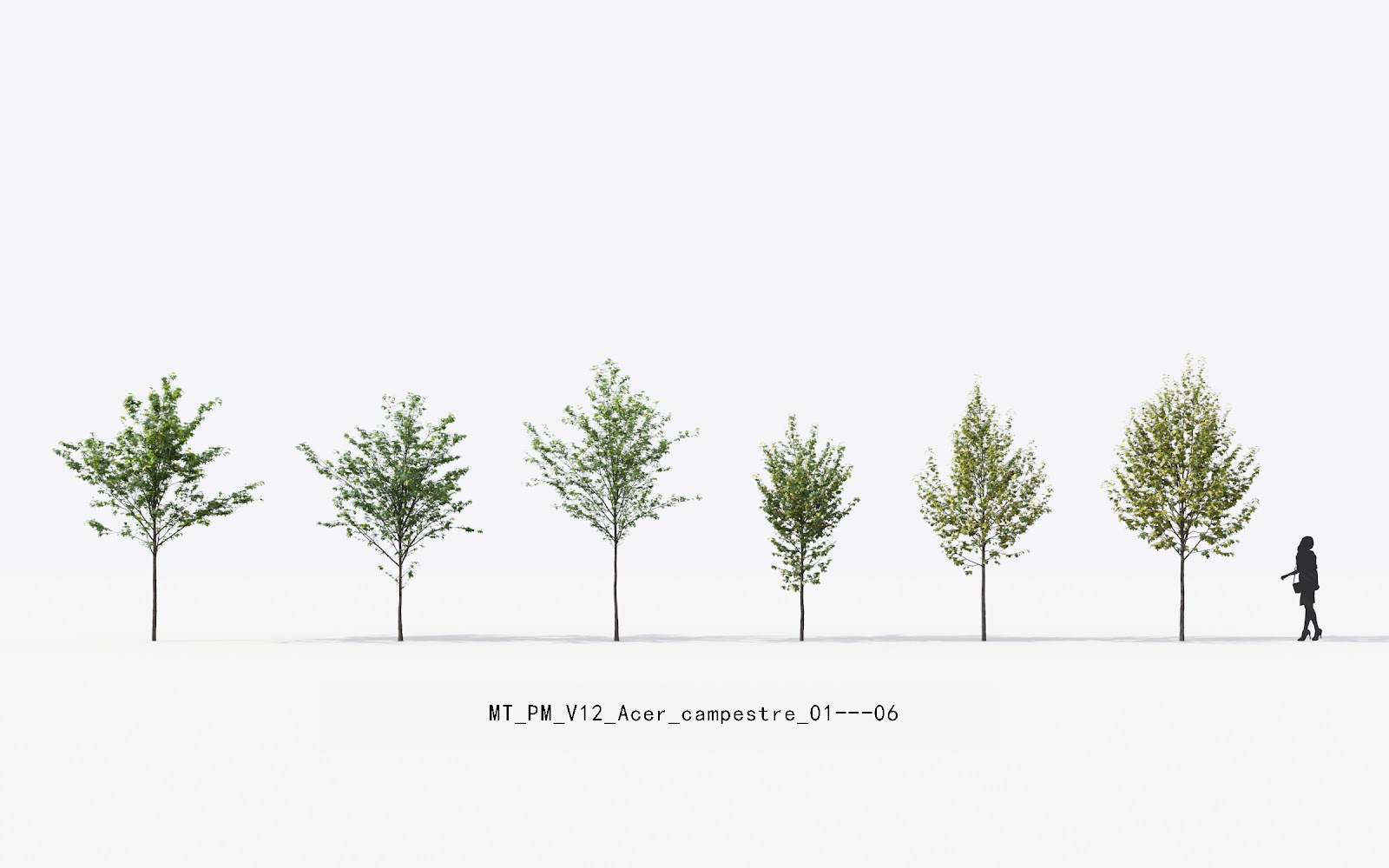Maxtree - Plant Models Vol.12