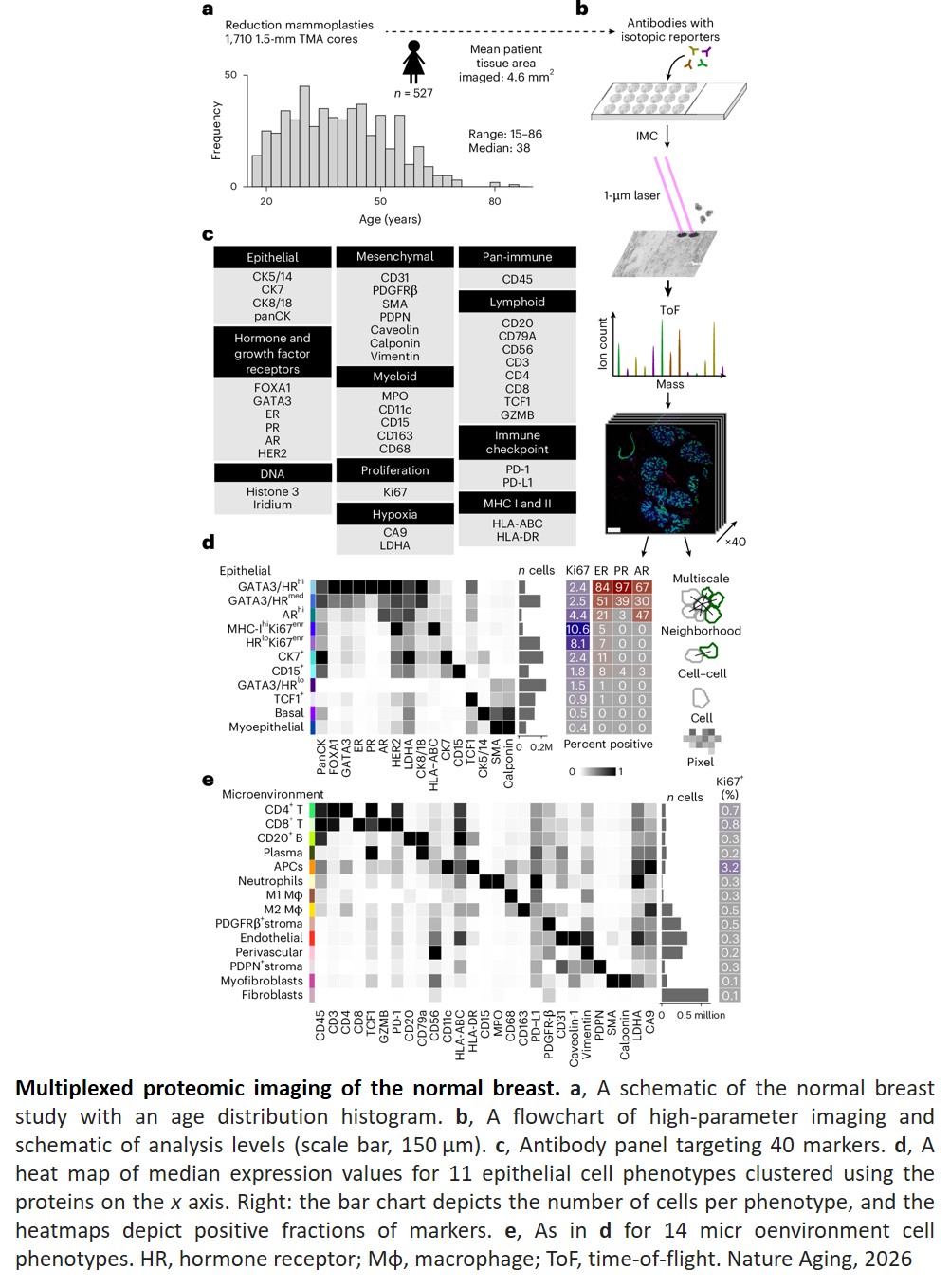 Single-cell spatial atlas of the aging human breast