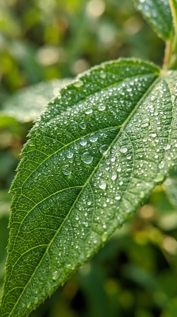Macro Close-up of Green Leaf with Fresh Water Droplets - Free mobile Wallpaper