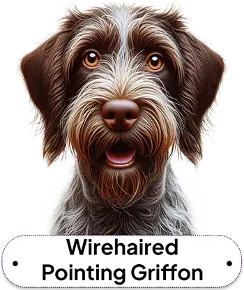 Wirehaired Pointing Griffon