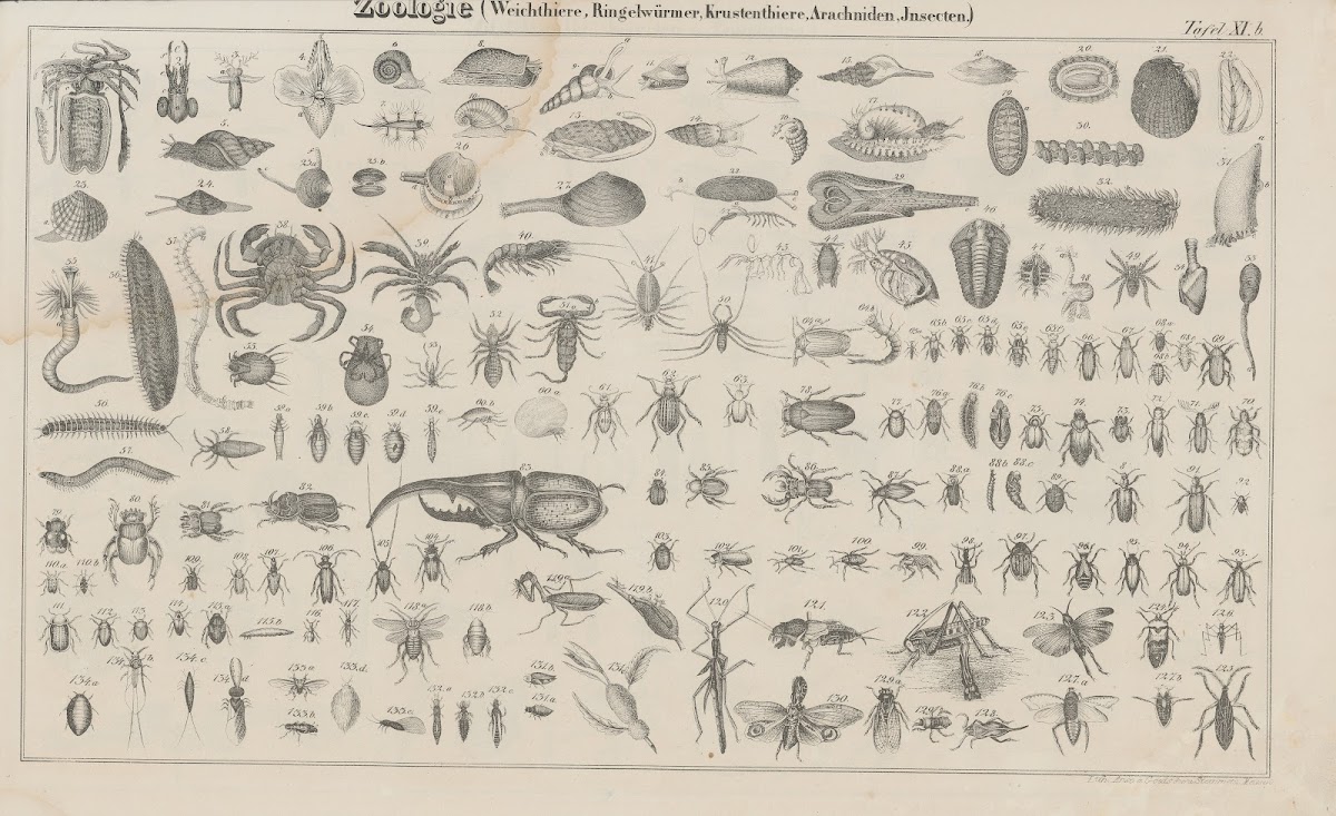 Atlas der Abbildungen Pierers Universal Lexikon Pl17 1848