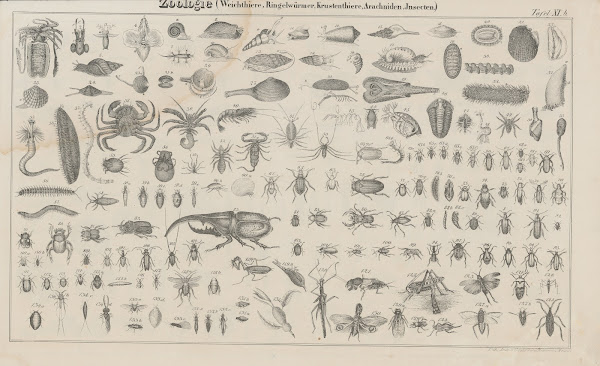 Atlas der Abbildungen Pierers Universal Lexikon Pl17 1848