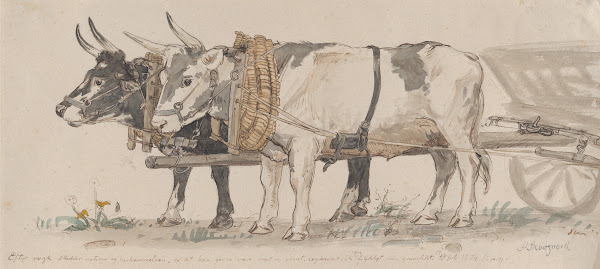 Two Oxen Pulling a Cart 1874