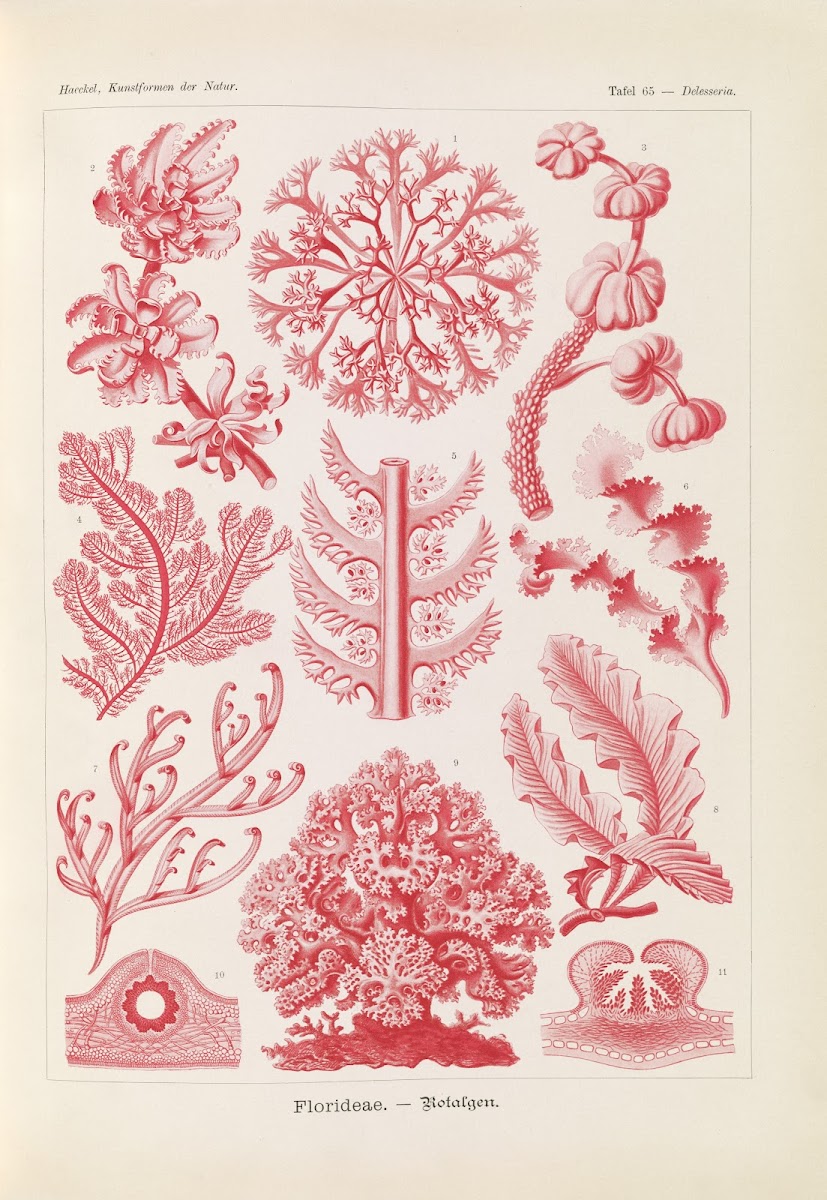 Florideae  Rotalgen 1904