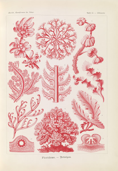 Florideae  Rotalgen 1904