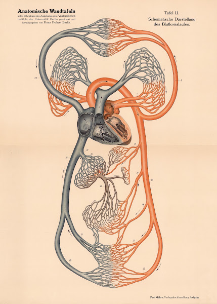 Schematic representation of the circulatory system 1900