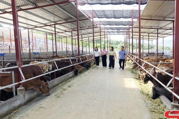 Giảm ô nhiễm môi trường từ chăn nuôi bằng đệm lót sinh học - Báo Sơn La