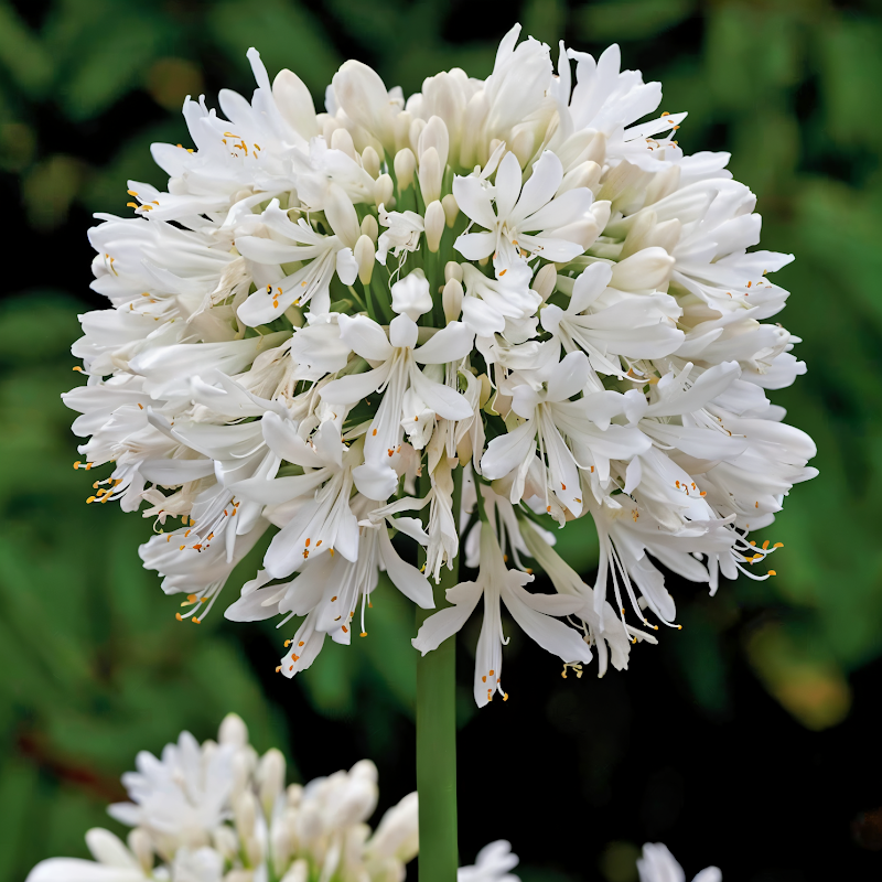 Agapanthus praecox 'Snow Cloud' in piena fioritura, giglio del Nilo bianco nel giardino