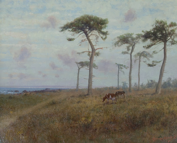 Cattle Grazing among Monterey Cypress Trees 1909