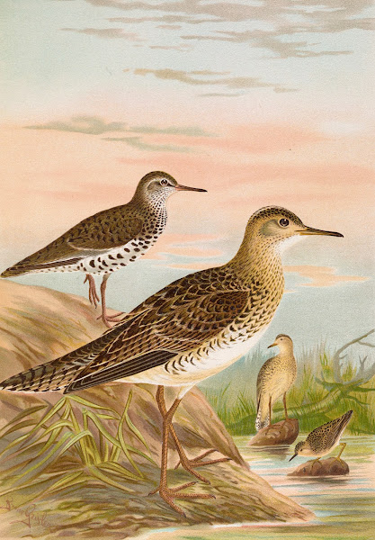 Bartramia longicauda Tringoides macularius Tryngites rufescens