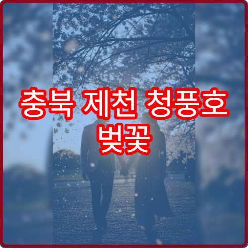 충북 제천 청풍호 벚꽃 출사 황금 시간대 사진작가 추천 스팟