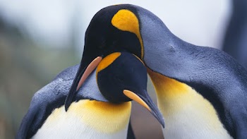 Penguins Wallpaper