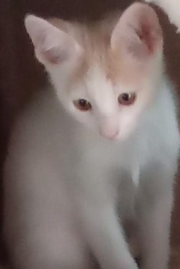 SIMBA
