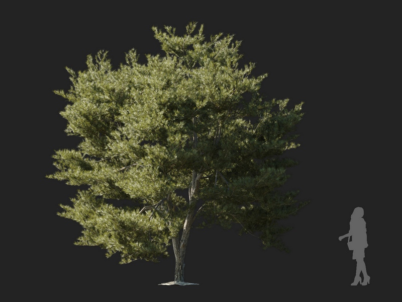 Maxtree - Plant Models Vol.127