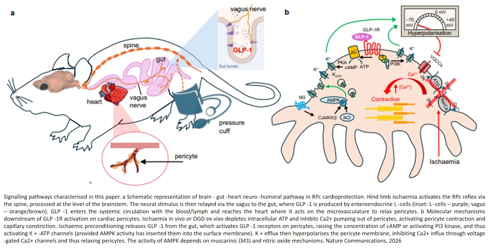 GLP-1 activates KATP channels in coronary pericytes as the effector of brain-gut-heart signalling mediating cardioprotection