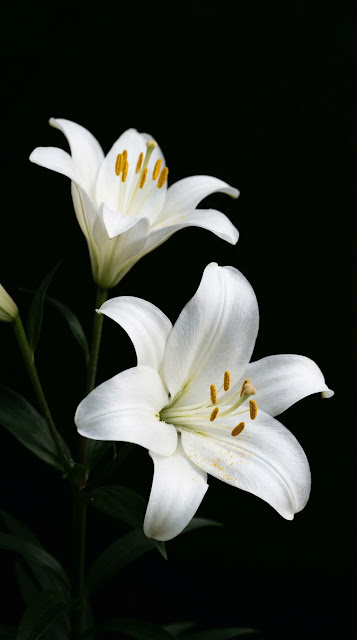 Minimalist Photography of Two White Lilies Against Solid Black Background - Free mobile Wallpaper