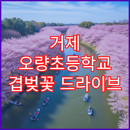 거제 오량초등학교 겹벚꽃 드라이브 주차 피하는 루트 초보 추천