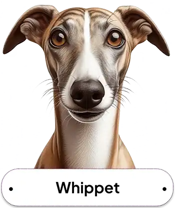 Whippet
