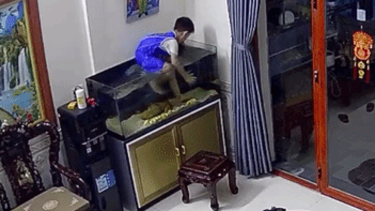 Tá hỏa phát hiện con nhà hàng xóm trèo vào bể nghịch nước, bắt cá - Tạp chí Tri thức