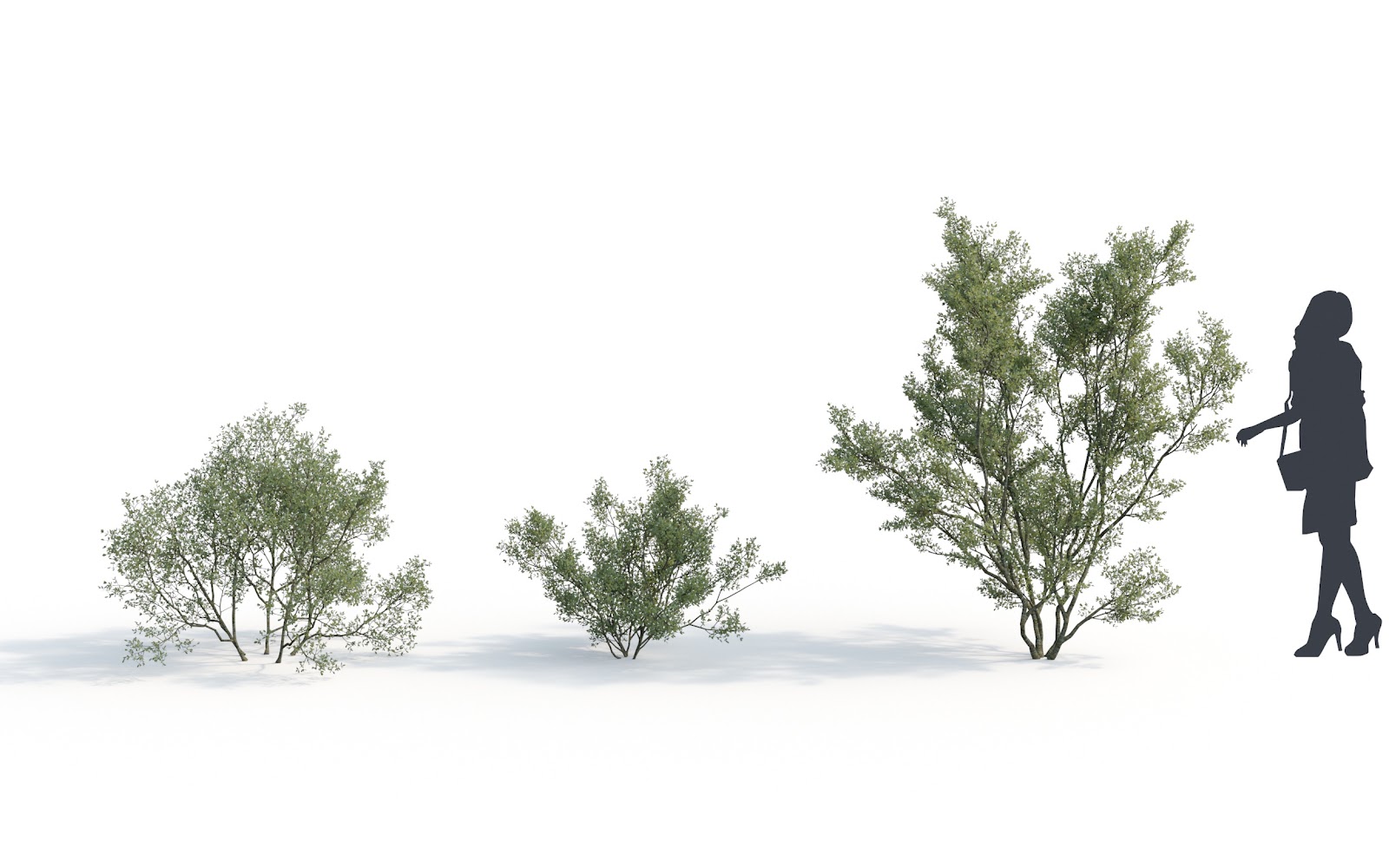 Maxtree - Plant Models Vol.6