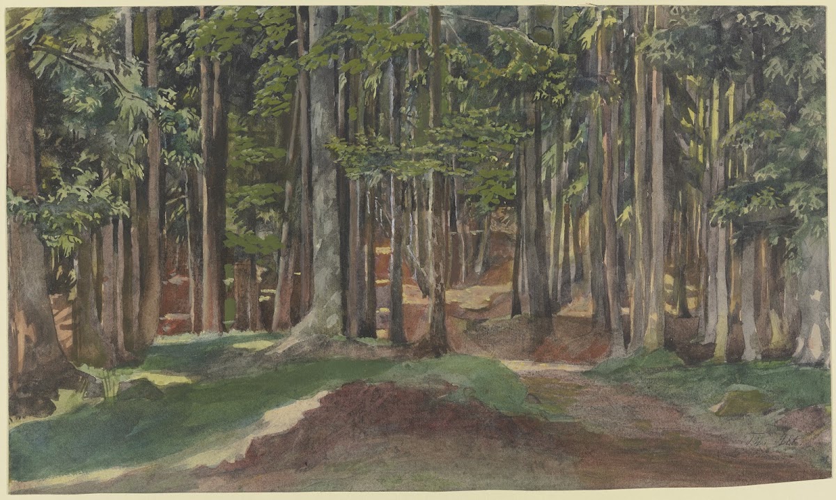 Inside a forest