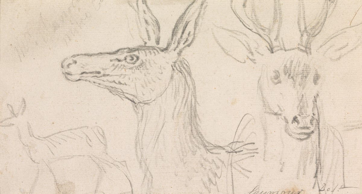 Studies of Stags Heads