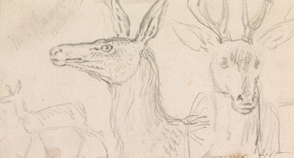 Studies of Stags Heads