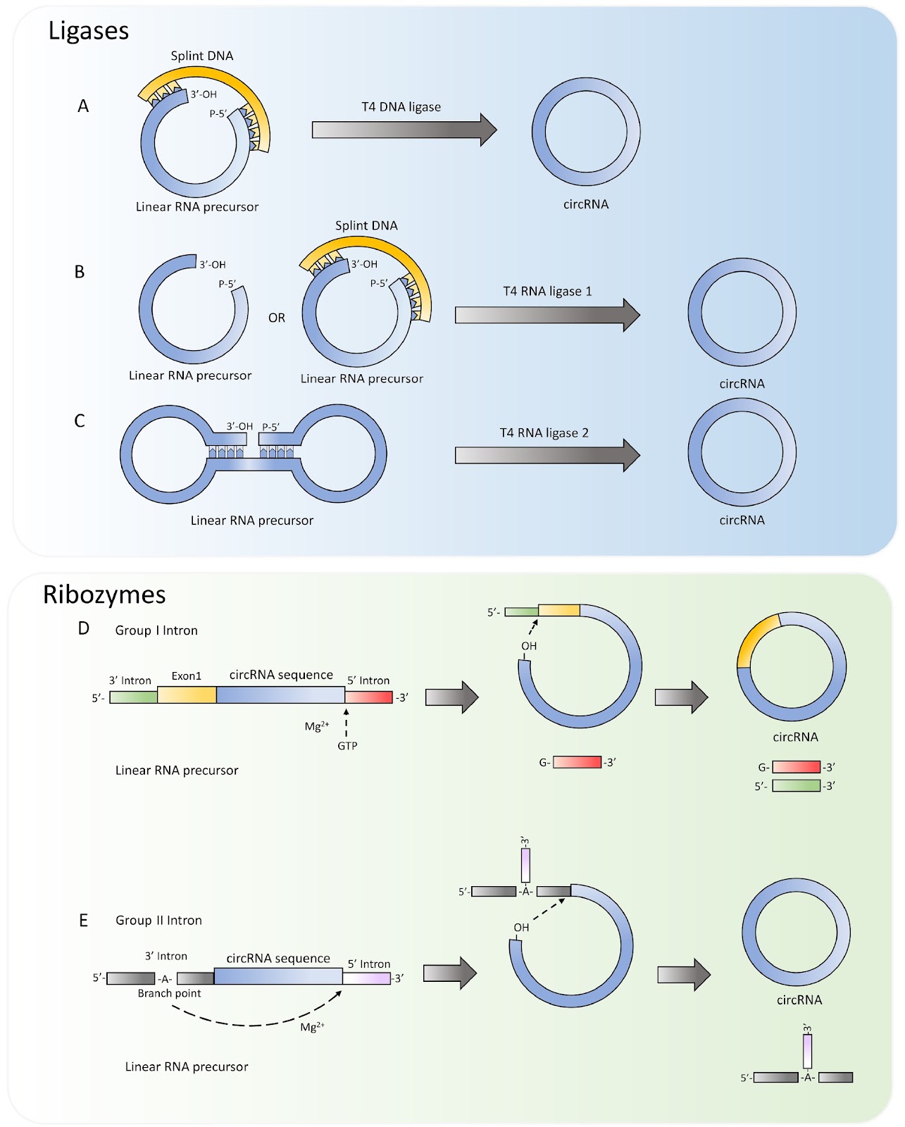 Cellular functions and biomedical applications of circular RNAs
