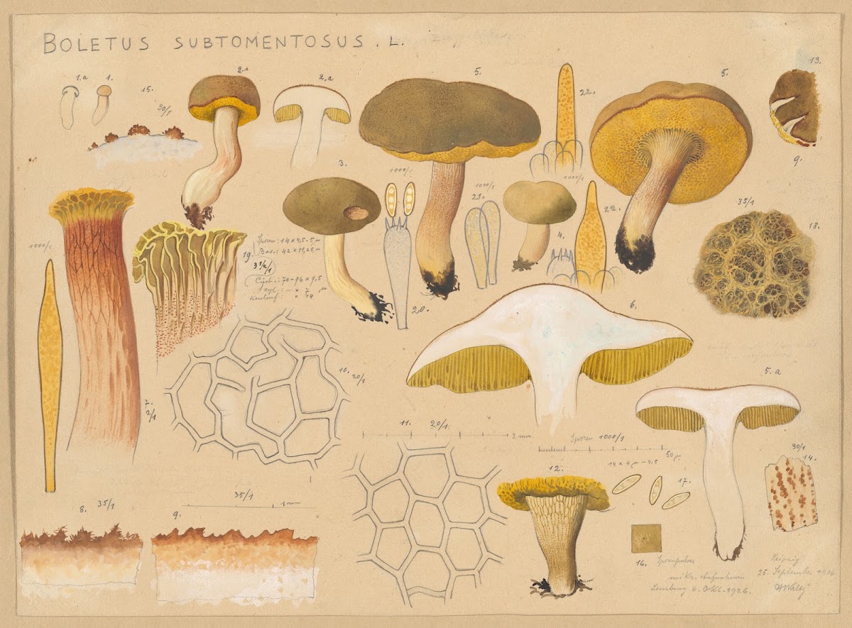 Boletus subtomentosus L 1915 1945