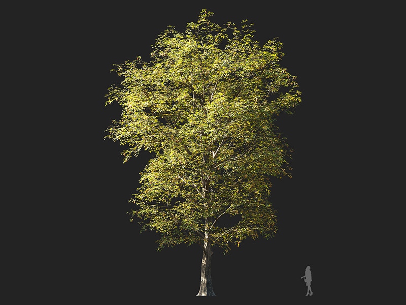 Maxtree - Plant Models Vol.132