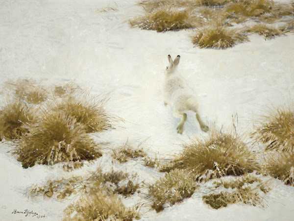 Vinterhare Bland Tuvor The Snow Hare 1906