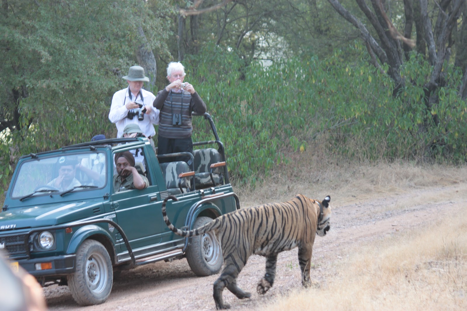 Tiger beside a safari vehicle in Ranthambore National Park