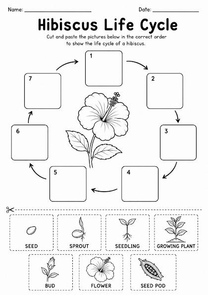 Hibiscus Life Cycle Worksheet